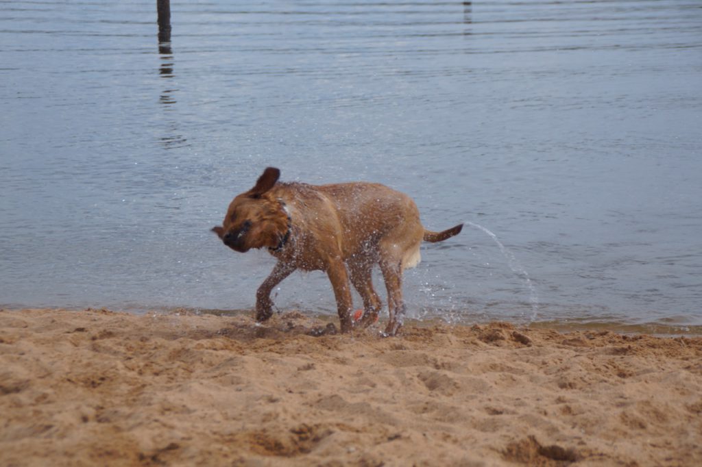 Hundestrand am Kleinen Brombachsee