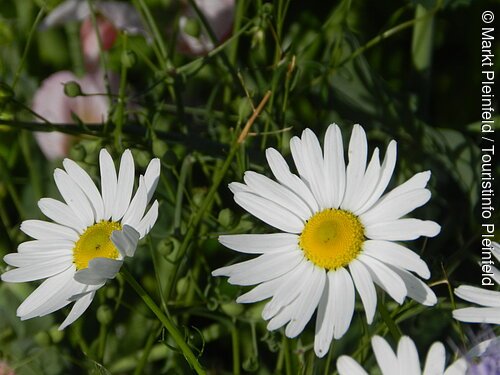 Blumen